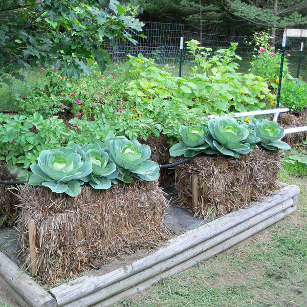 Straw Bale Gardens  - by Joel Karsten