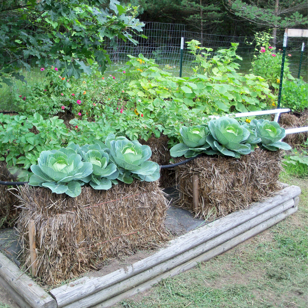 HIGHLY RECOMMENDED FOR ANYONE GETTING STARTED  Straw Bale Gardens Complete - by Joel Karsten